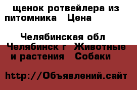 щенок ротвейлера из питомника › Цена ­ 25 000 - Челябинская обл., Челябинск г. Животные и растения » Собаки   